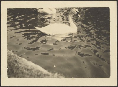 [Cisne] de Louis Fleckenstein