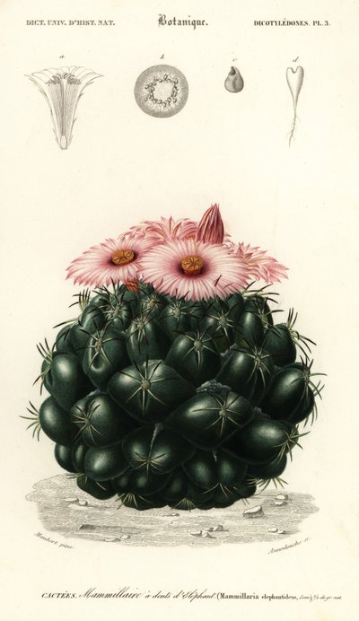 Coryphantha elephantidens, 1849 (grabado) de Louis Joseph Edouard Maubert