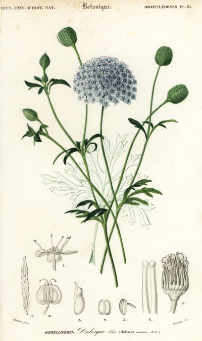 Flor de encaje azul, Trachymene coerulea. ,1849 (grabado) de Louis Joseph Edouard Maubert
