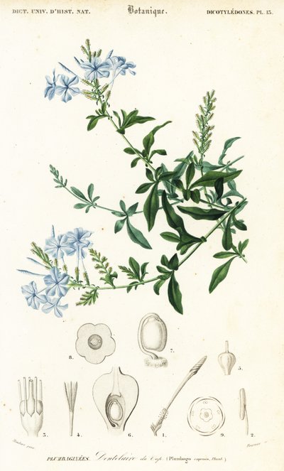 Plumbago auriculata, 1849 (grabado) de Louis Joseph Edouard Maubert