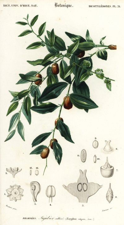 Dátil chino o azufaifo, Ziziphus jujuba. ,1849 (grabado) de Louis Joseph Edouard Maubert