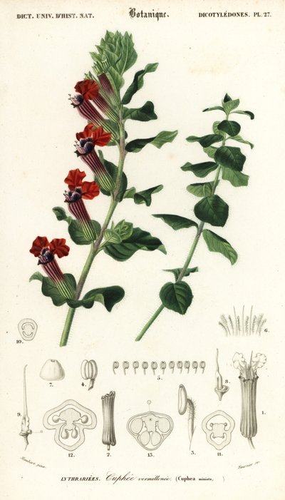 Planta del cigarro, Cuphea llavea. ,1849 (grabado) de Louis Joseph Edouard Maubert