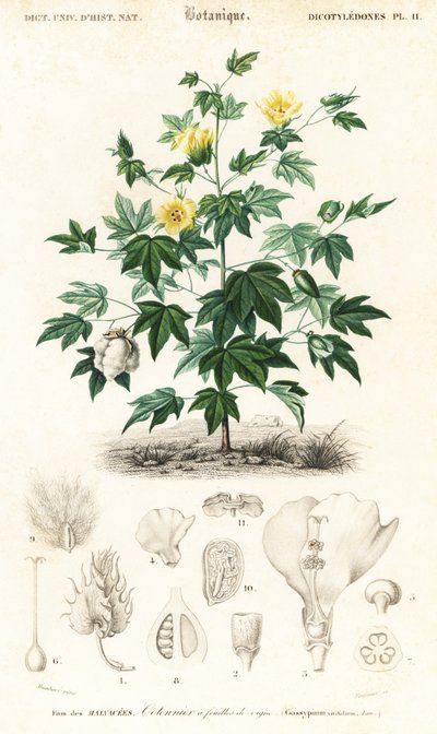 Algodonero, Gossypium barbadense.,1849 (grabado) de Louis Joseph Edouard Maubert