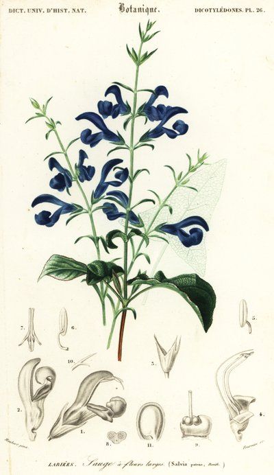 Salvia patens, 1849 (grabado) de Louis Joseph Edouard Maubert