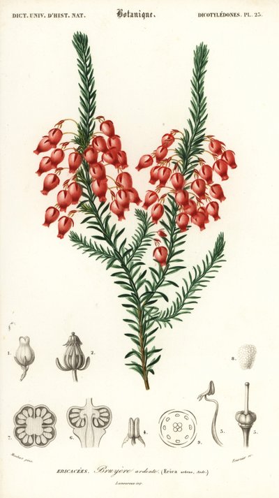 Brezo brillante, Erica ardens. 1849 (grabado) de Louis Joseph Edouard Maubert