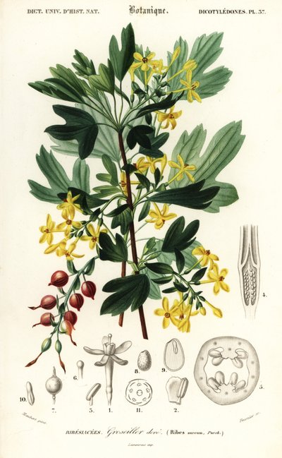 Grosella dorada, Ribes aureum. ,1849 (grabado) de Louis Joseph Edouard Maubert