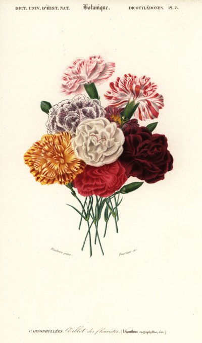 Grupo de claveles, Dianthus caryophyllus. ,1849 (grabado) de Louis Joseph Edouard Maubert