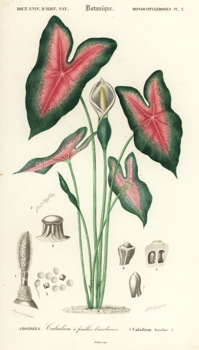 Corazón de Jesús, Caladium bicolor. ,1849 (grabado) de Louis Joseph Edouard Maubert
