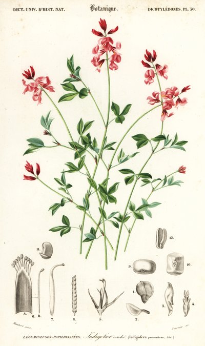 Planta de añil, Indigofera procumbens. ,1849 (grabado) de Louis Joseph Edouard Maubert