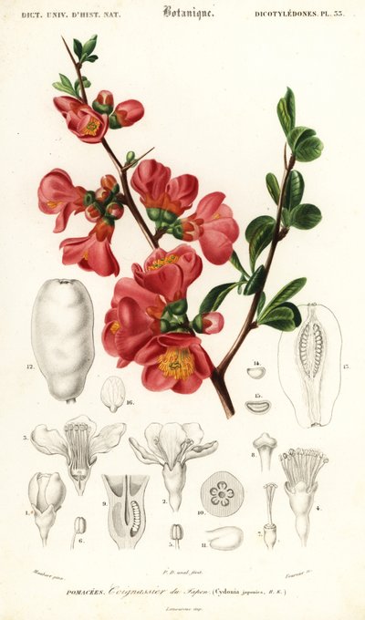 Membrillo japonés, Chaenomeles japonica, 1849 (grabado) de Louis Joseph Edouard Maubert