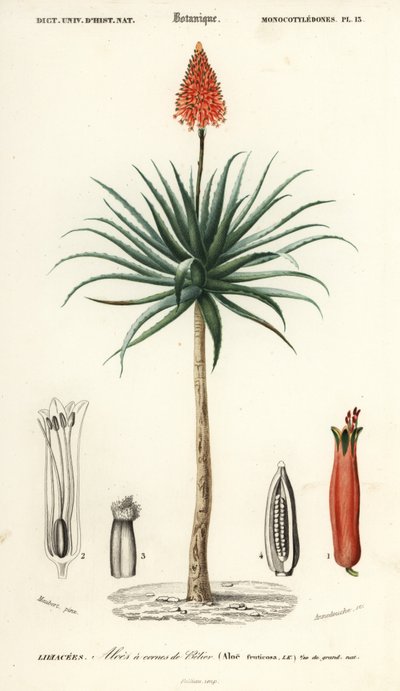 Aloe de Krantz, Aloe arborescens.,1849 (grabado) de Louis Joseph Edouard Maubert