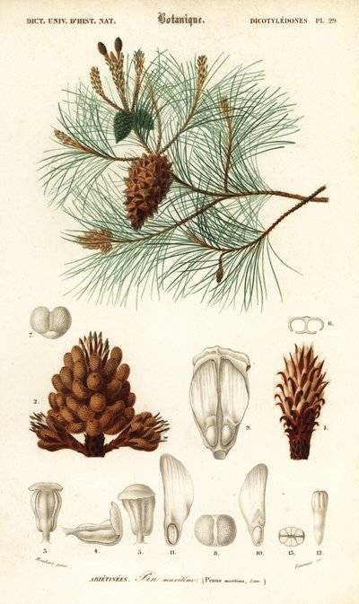 Pino marítimo o pino de racimo, Pinus pinaster.,1849 (grabado) de Louis Joseph Edouard Maubert