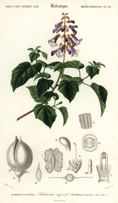 Árbol de la princesa, árbol de la emperatriz o árbol de la dedalera, Paulownia tomentos,1849 (grabado) de Louis Joseph Edouard Maubert