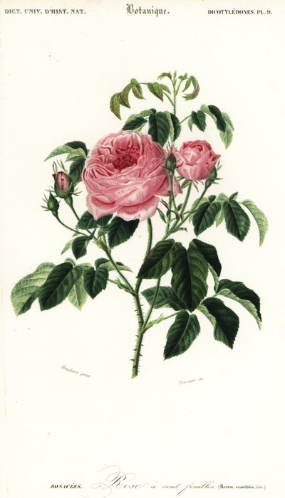 Rosa de Provenza, Rosa x centifolia.,1849 (grabado) de Louis Joseph Edouard Maubert