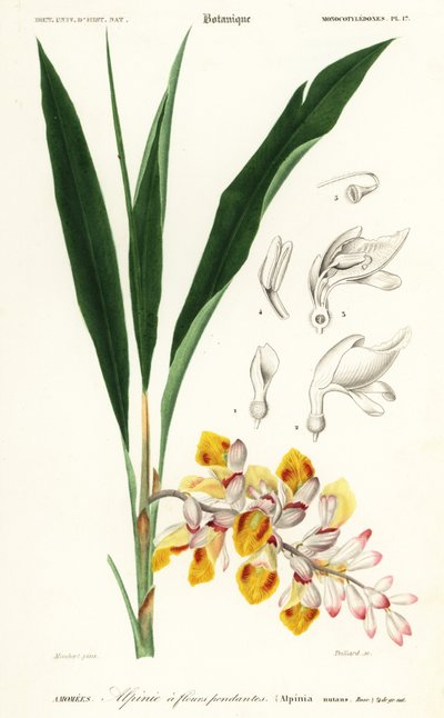 Flor de la concha, Alpinia nutans. ,1849 (grabado) de Louis Joseph Edouard Maubert
