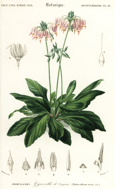 Estrella fugaz o estrella fugaz oriental, Dodecatheon meadia. ,1849 (grabado) de Louis Joseph Edouard Maubert