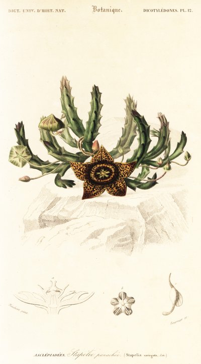 Flor de estrella, Orbea variegata.,1849 (grabado) de Louis Joseph Edouard Maubert