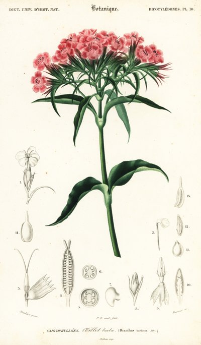 Sweet William, Dianthus barbatus.,1849 (grabado) de Louis Joseph Edouard Maubert