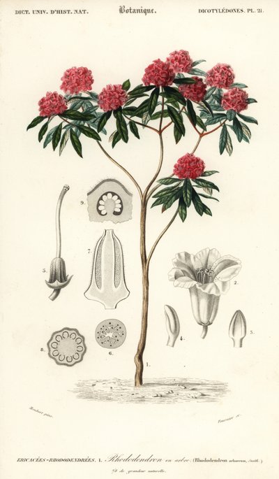 Rododendro arbóreo, Rhododendron arboreum. ,1849 (grabado) de Louis Joseph Edouard Maubert