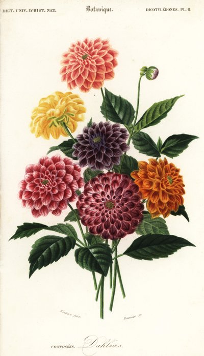 Variedades de dalias de jardín, Dahlia pinnata ,1849 (grabado) de Louis Joseph Edouard Maubert