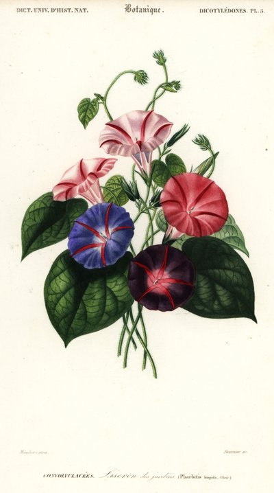 Variedades de gloria de la mañana, Pharbitis hispida.,1849 (grabado) de Louis Joseph Edouard Maubert
