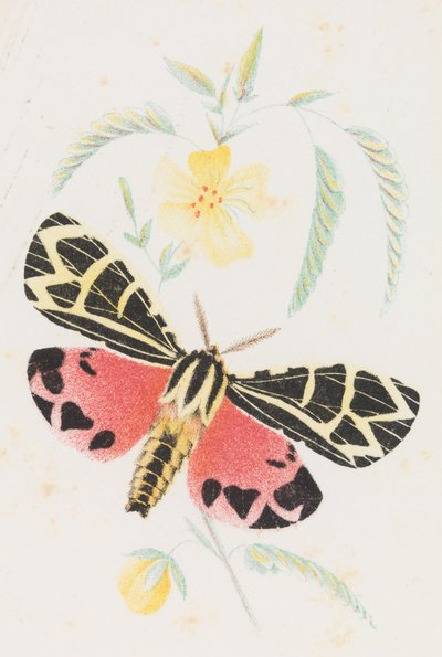 Arctia Virgo, 1862 de Louis Prang