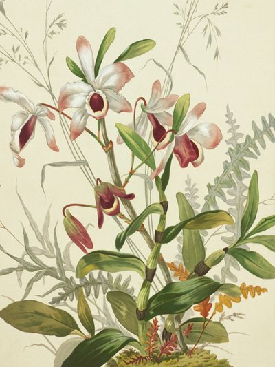 Flores de Louis Prang