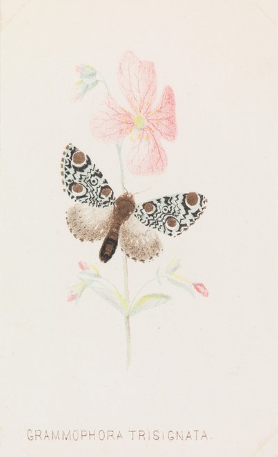 Grammophora Trisignata, 1862 de Louis Prang