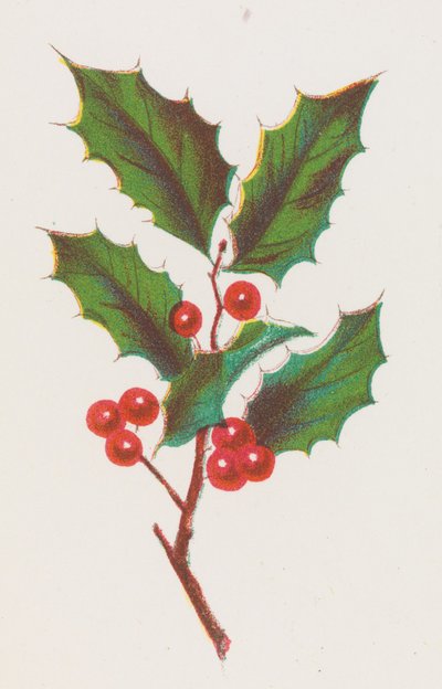 Acebo, 1862 de Louis Prang