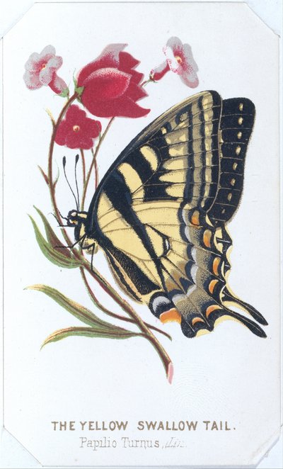 La golondrina amarilla, 1860 de Louis Prang