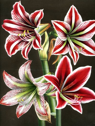AMARYLLIS HIPPEASTRA (grabado) de Louis Van Houtte