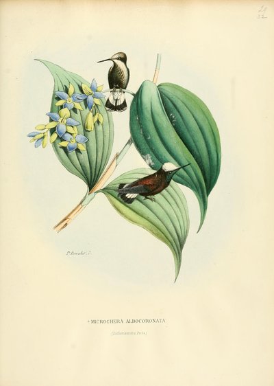 Microchera albocoronata de Louis Victor Bevalet