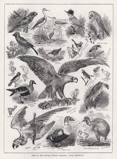 Aves en la Colección de Historia Natural, South Kensington de Louis Wain