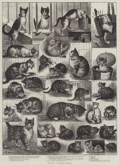 Nuestros gatos, una historia doméstica de Louis Wain