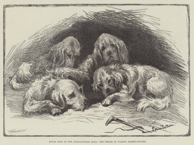 Perros reales en el Agricultural Hall, los Basset-Hounds del Príncipe de Gales de Louis Wain