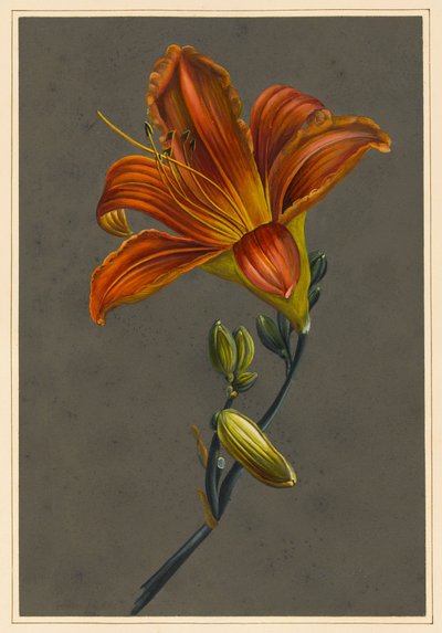 Hemorocallus (Lirio de Día) de Louise DOrleans