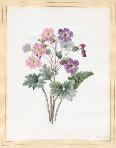 Aurícula Híbrida de Louise DOrleans