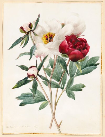 Peonías herbáceas rojas y blancas, 1829 de Louise DOrleans