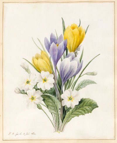 Primaveras blancas y primeros crocus híbridos, 1830 de Louise DOrleans
