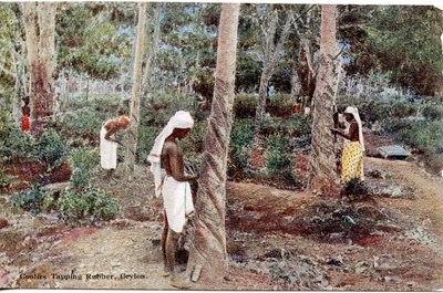 Coolies recogiendo caucho, Ceilán, c.1900-20 (fotografía coloreada a mano) de Ltd. Ceylon Plâté