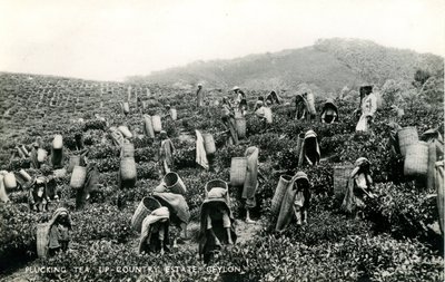 Recolectando té, finca del interior, Ceilán, c.1900-1930 de Ltd. Ceylon Plâté