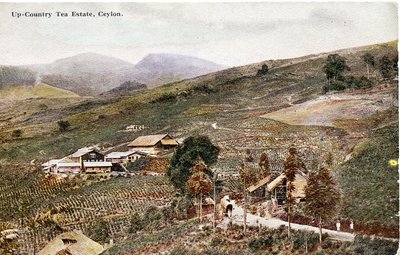 Plantación de té en el interior del país, Ceilán, c.1900-20 (fotografía coloreada a mano) de Ltd. Ceylon Plâté