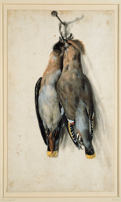 Dos ampelis europeos muertos de Lucas Cranach the Elder