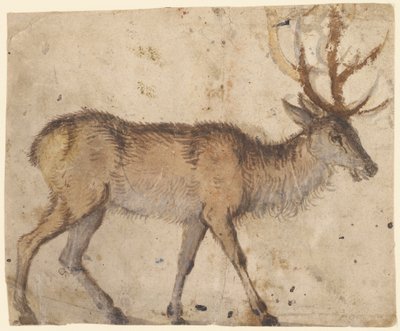 Estudio de un ciervo (recto), c.1520-30 (pincel con aguada parda, realzado con aguada blanca) de Lucas the Elder Cranach