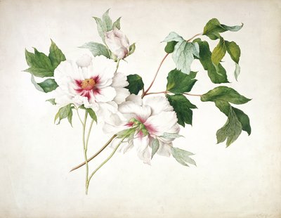 Peonía arbórea japonesa (Paeonia suffructicosa), 1815 de Lucy Cust