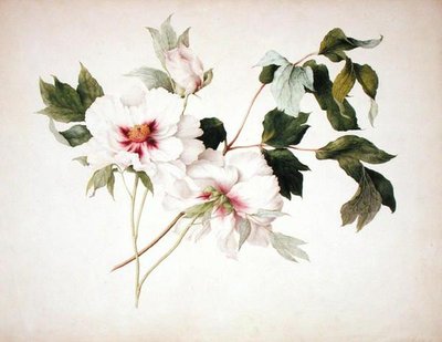 Paeonia suffruticosa de Lucy Cust