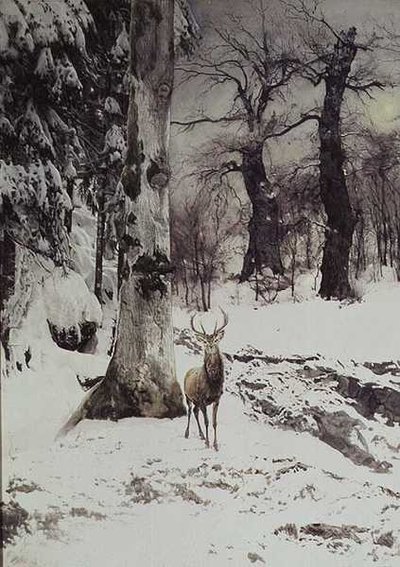 Un ciervo en un bosque nevado de Ludwig Fromme