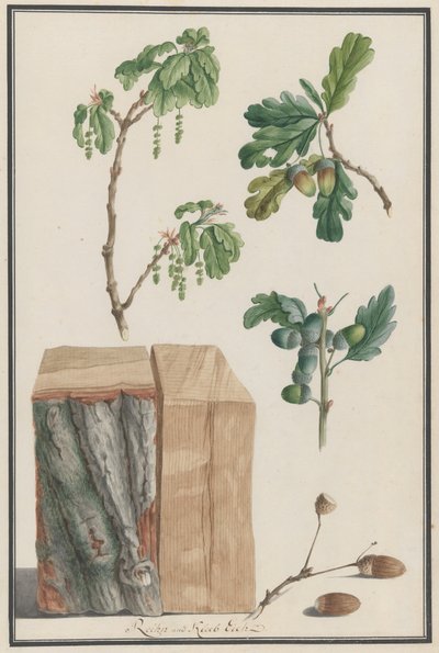 Estudios de las flores, frutos y tronco de un roble inglés Quercus robur, 1788 de Ludwig Pfleger