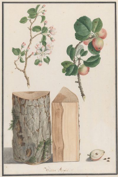 Estudios del tronco, flores y frutos de un manzano silvestre Malus sylvestris de Ludwig Pfleger
