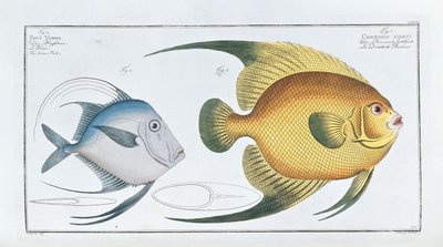 Chaetodon Aureus de Ludwig Schmidt